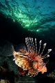   Lion fish late afternoon Canon 40D EFS 1022 1125s f10 Ikelite housing strobes DS200 DS160 10-22, 1022, 10 22, 1/125s 125s f/10, f10, 10,  